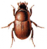 +bug+insect+pest+Ochodaeus+ clipart