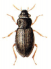 +bug+insect+pest+Ochthebius+ clipart