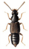 +bug+insect+pest+Ochthepilus+ clipart