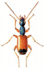 +bug+insect+pest+Odacantha+ clipart