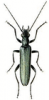 +bug+insect+pest+Oedemera+ clipart