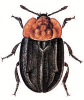 +bug+insect+pest+Oiceoptoma+ clipart