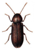 +bug+insect+pest+Oligomerus+ clipart