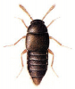 +bug+insect+pest+Oligota+ clipart