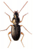 +bug+insect+pest+Olisthopus+ clipart