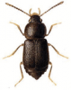 +bug+insect+pest+Olophrum+ clipart
