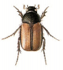 +bug+insect+pest+Omaloplia+ clipart