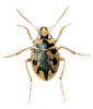 +bug+insect+pest+Omophron+ clipart