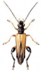 +bug+insect+pest+Oncomera+ clipart
