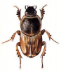 +bug+insect+pest+Oniticellus+ clipart