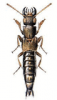 +bug+insect+pest+Ontholestes+ clipart