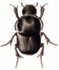 +bug+insect+pest+Onthophagus+ clipart