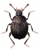 +bug+insect+pest+Onthopilus+ clipart