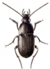 +bug+insect+pest+Oodes+ clipart
