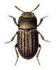 +bug+insect+pest+Opatrum+ clipart