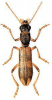 +bug+insect+pest+Opilo+ clipart