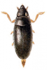 +bug+insect+pest+Orectochilus+ clipart