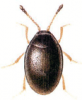 +bug+insect+pest+Orthoperus+ clipart