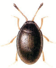 +bug+insect+pest+Orthoperus+ clipart