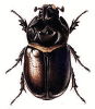 +bug+insect+pest+Oryctes+ clipart