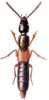 +bug+insect+pest+Othius+ clipart