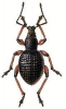 +bug+insect+pest+Otiorhynchus+ clipart