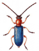 +bug+insect+pest+Oulema+ clipart