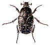 +bug+insect+pest+Oxythyrea+ clipart