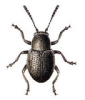 +bug+insect+pest+Pachnephorus+ clipart