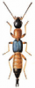 +bug+insect+pest+Paederus+ clipart