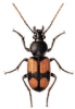 +bug+insect+pest+Panagaeus+ clipart