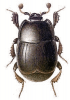 +bug+insect+pest+Paralister+ clipart