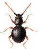 +bug+insect+pest+Paraniptus+ clipart