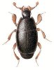 +bug+insect+pest+Paromalus+ clipart