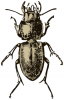 +bug+insect+pest+Pasimachus+depressus+ clipart
