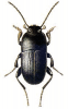 +bug+insect+pest+Pedinus+ clipart