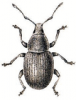 +bug+insect+pest+Peritelus+ clipart