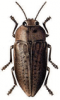 +bug+insect+pest+Perotis+ clipart