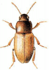 +bug+insect+pest+Phaleria+ clipart