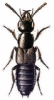 +bug+insect+pest+Philonthus+ clipart