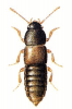 +bug+insect+pest+Phloeocharis+ clipart