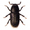 +bug+insect+pest+Phloeophthorus+ clipart