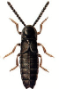 +bug+insect+pest+Phosphaenus+ clipart