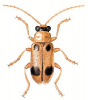 +bug+insect+pest+Phyllobrotica+ clipart