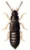 +bug+insect+pest+Phyllodrepa+ clipart