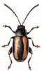 +bug+insect+pest+Phyllotreta+ clipart