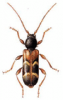 +bug+insect+pest+Phymatodes+ clipart