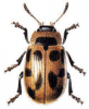 +bug+insect+pest+Phytodecta+ clipart