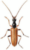 +bug+insect+pest+Pidonia+ clipart