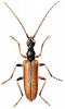 +bug+insect+pest+Pidonia+ clipart